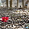 散策路にて（中池見）DSC00869
