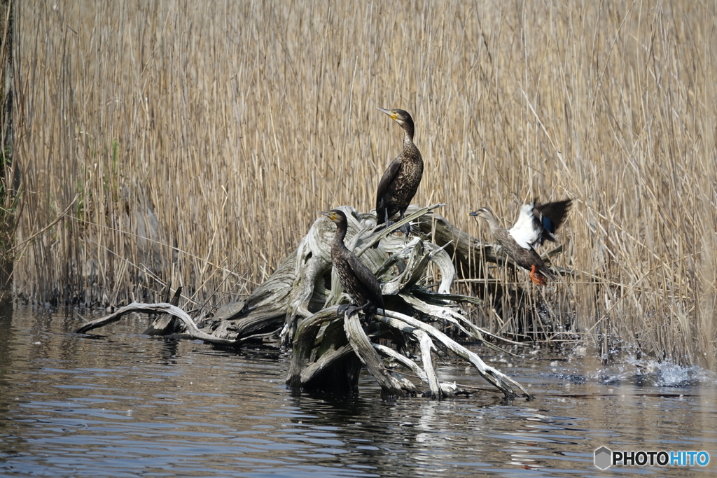 カワウとカルガモ（中池見）DSC02526