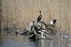 カワウとカルガモ（中池見）DSC02526