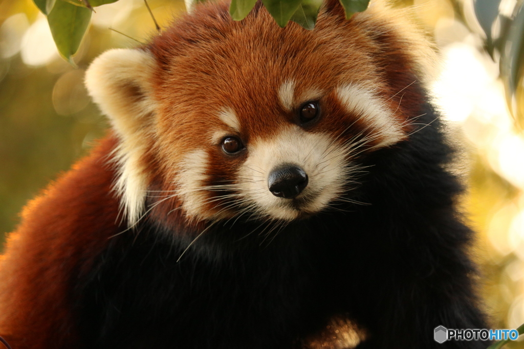 西山公園のレッサーパンダ①IMG_1037