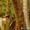 ヤマガラ（弥勒山）DSC01226