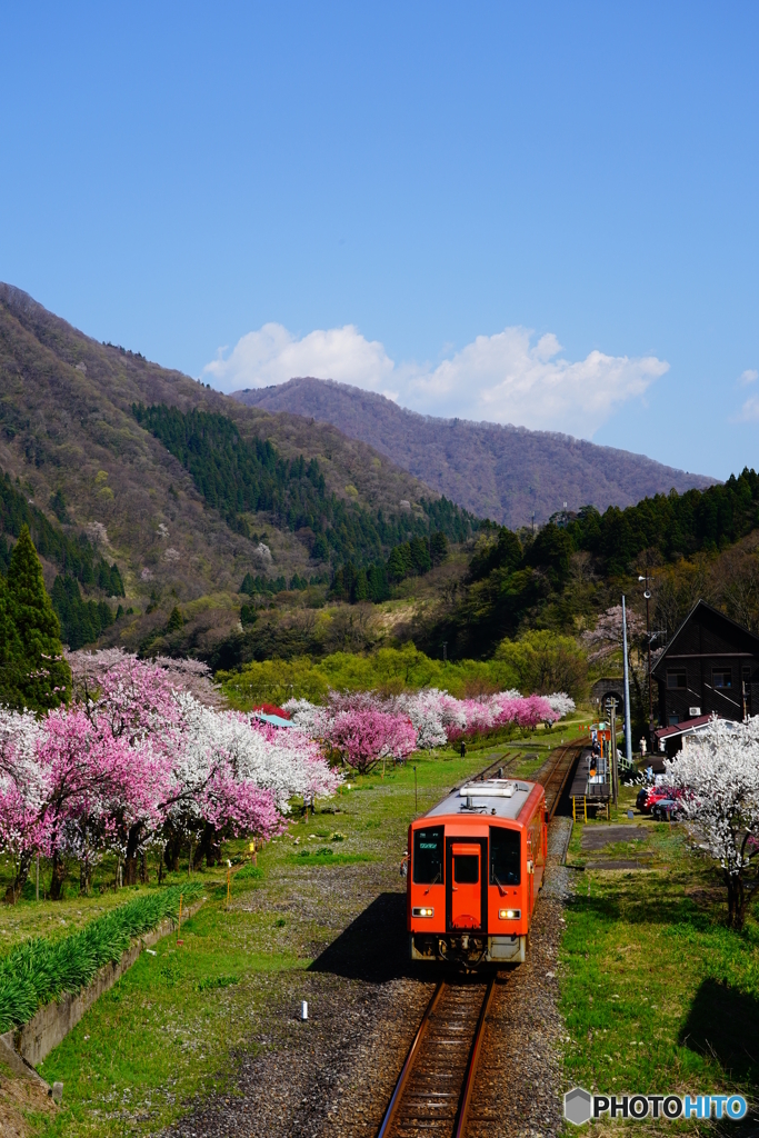 勝原駅のハナモモDSC07761