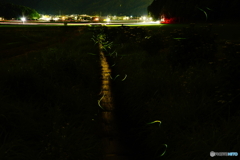 上丁の蛍DSC05742