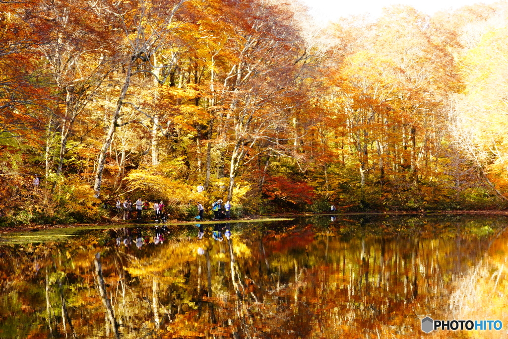 Golden Leaves（刈込池）DSC03553