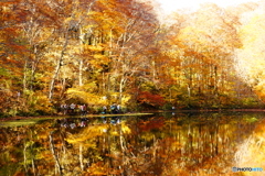 Golden Leaves（刈込池）DSC03553
