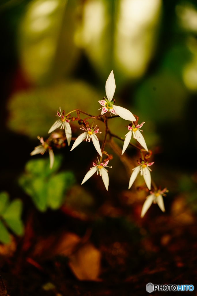 ユキノシタ（天徳寺）DSC02395