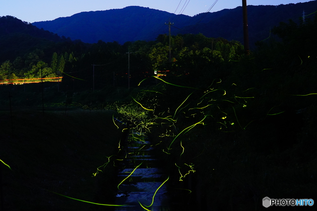葉原のホタル20220602DSC02595