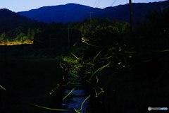 葉原のホタル20220602DSC02595