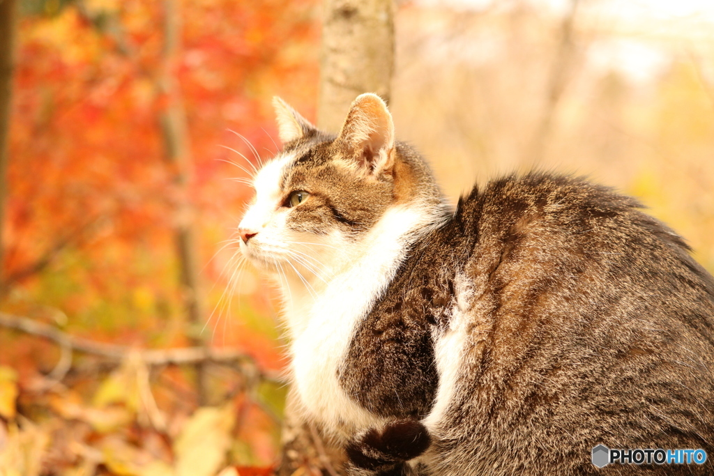 秋色の猫IMG_1236