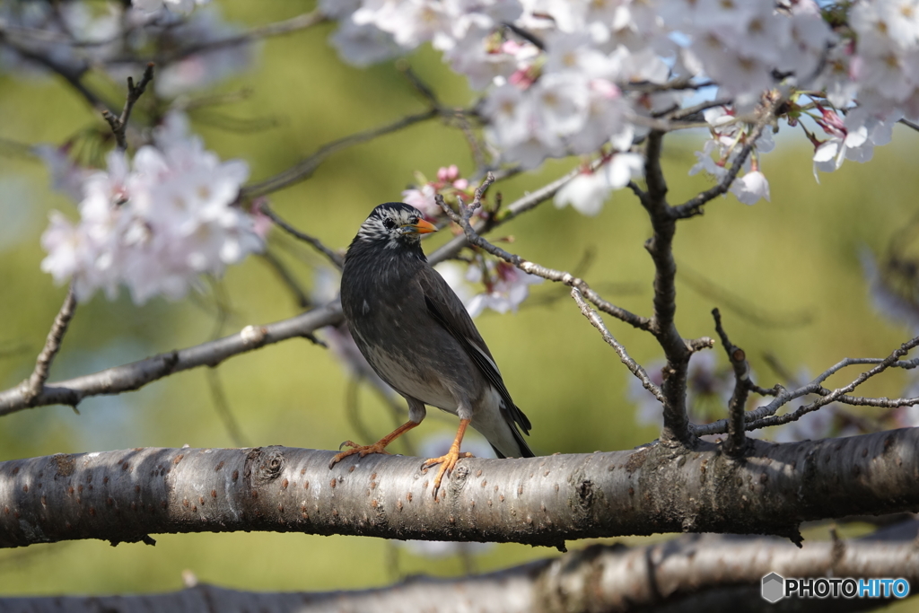 鳥と桜②（ムクドリ）DSC02066