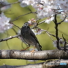 鳥と桜②（ムクドリ）DSC02066