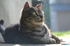 猫、何かに驚く。DSC03510