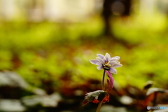 ユキワリイチゲ（瀧樹神社）ヨコDSC04654