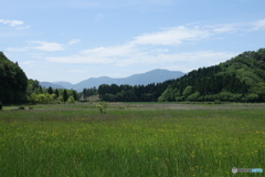 中池見湿地全景DSC04543