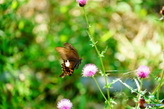 モンキアゲハ（中池見）DSC03324