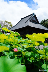 大賀ハスと国分寺DSC02844