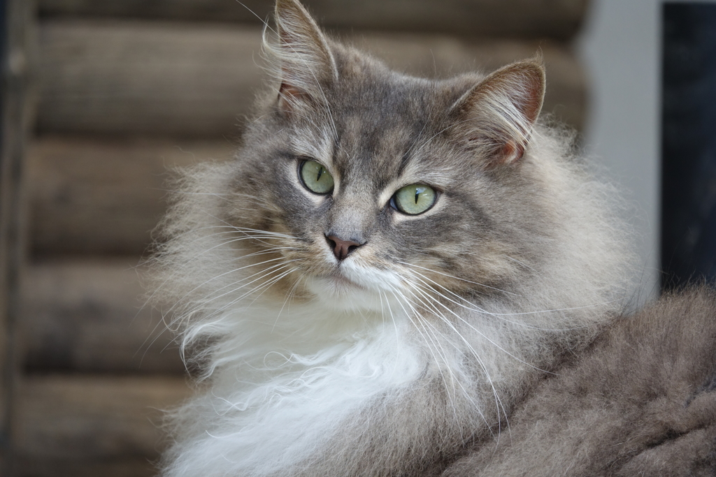 毛並みのいい猫（御誕生寺）DSC04846