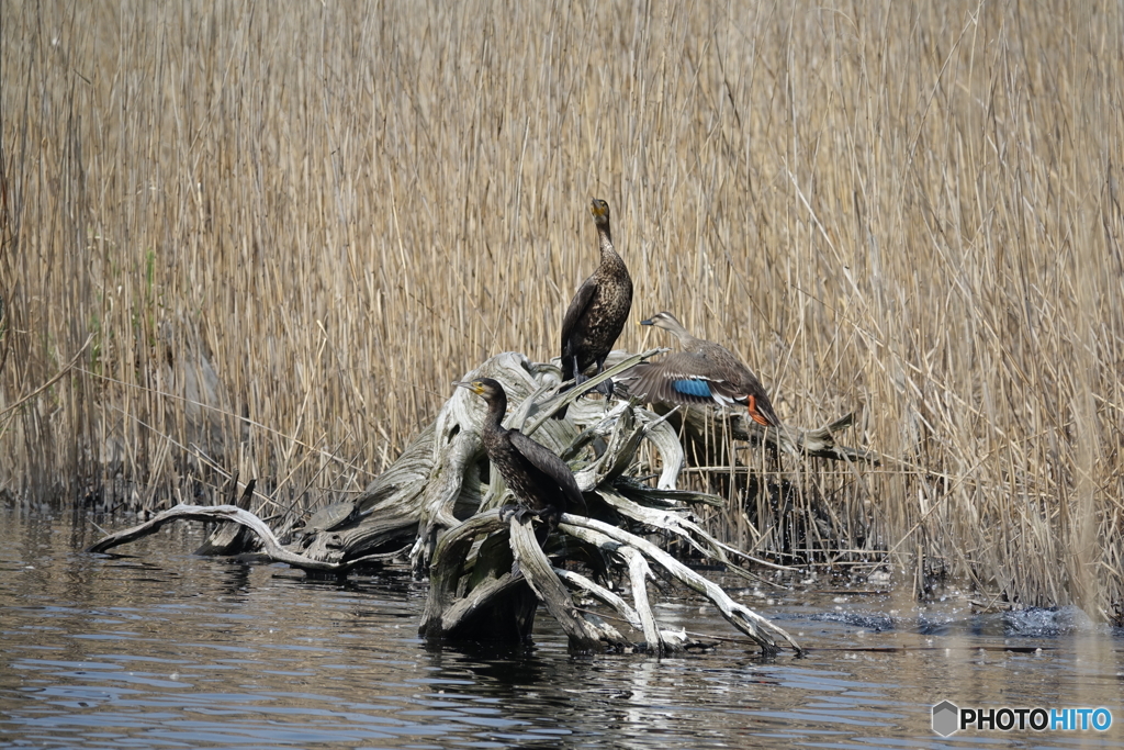 カワウとカワウとカルガモとDSC02527