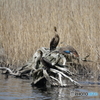 カワウとカワウとカルガモとDSC02527