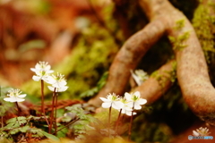 バイカオウレン（寿長生の郷）DSC03913