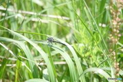 コサナエ（中池身）DSC04526