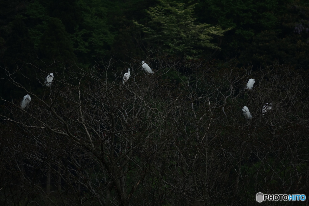 白鷺の木（中池見）DSC04064