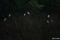 白鷺の木（中池見）DSC04064