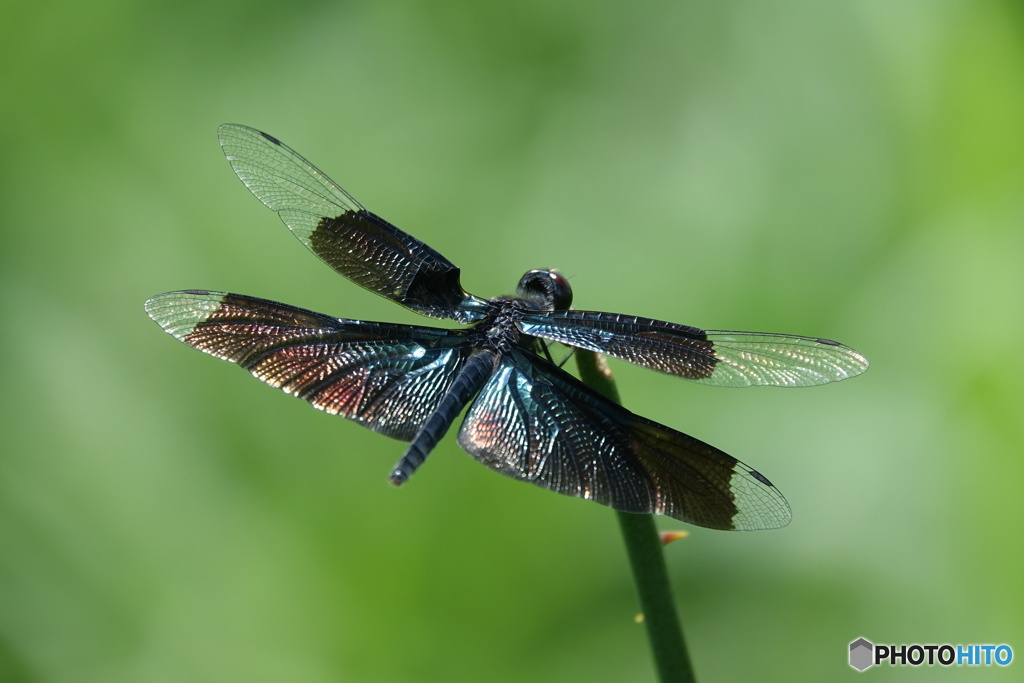 チョウトンボ（多分メス）（中池見）DSC05907