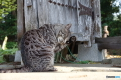 猫、門前にナムナム。DSC03503