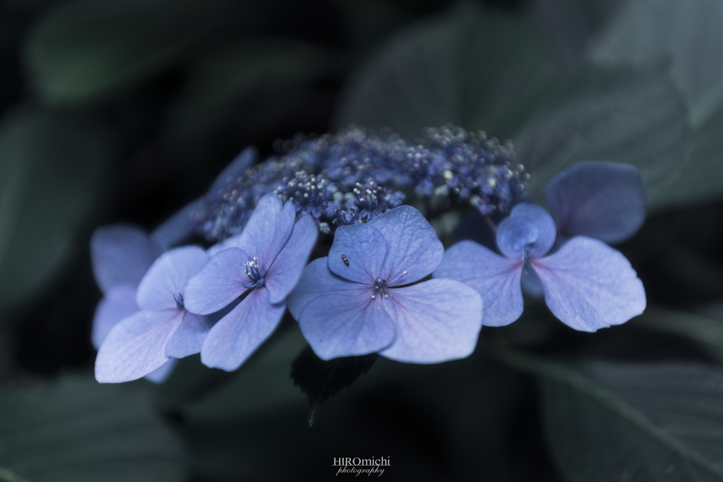 紫陽花