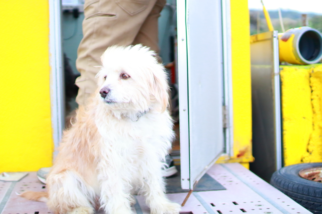 看板犬