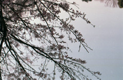 上野桜 2016