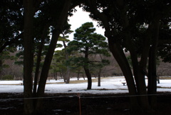 相模原公園の松