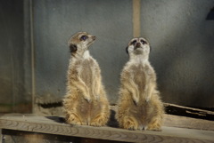 羽村市動物公園のミーアキャット