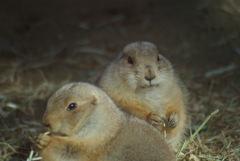 羽村市動物公園のプレーリードック