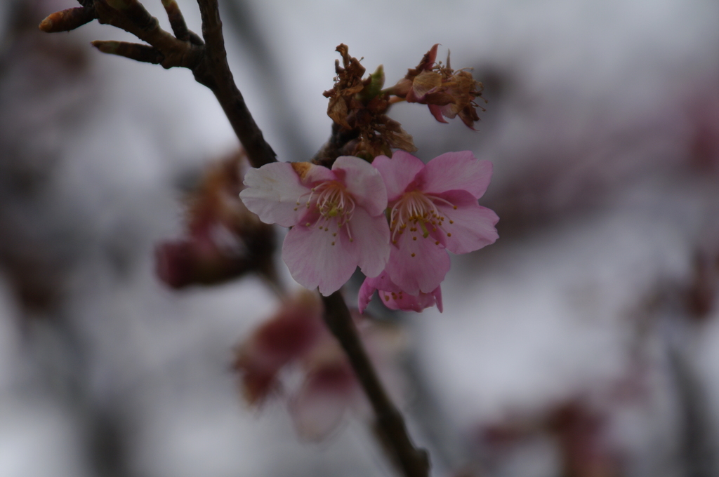 茅ヶ崎  河津桜