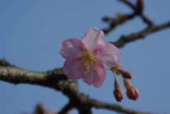 湘南平の◯◯桜？