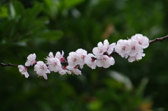 アンズの花