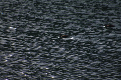 宮ヶ瀬湖のカモ