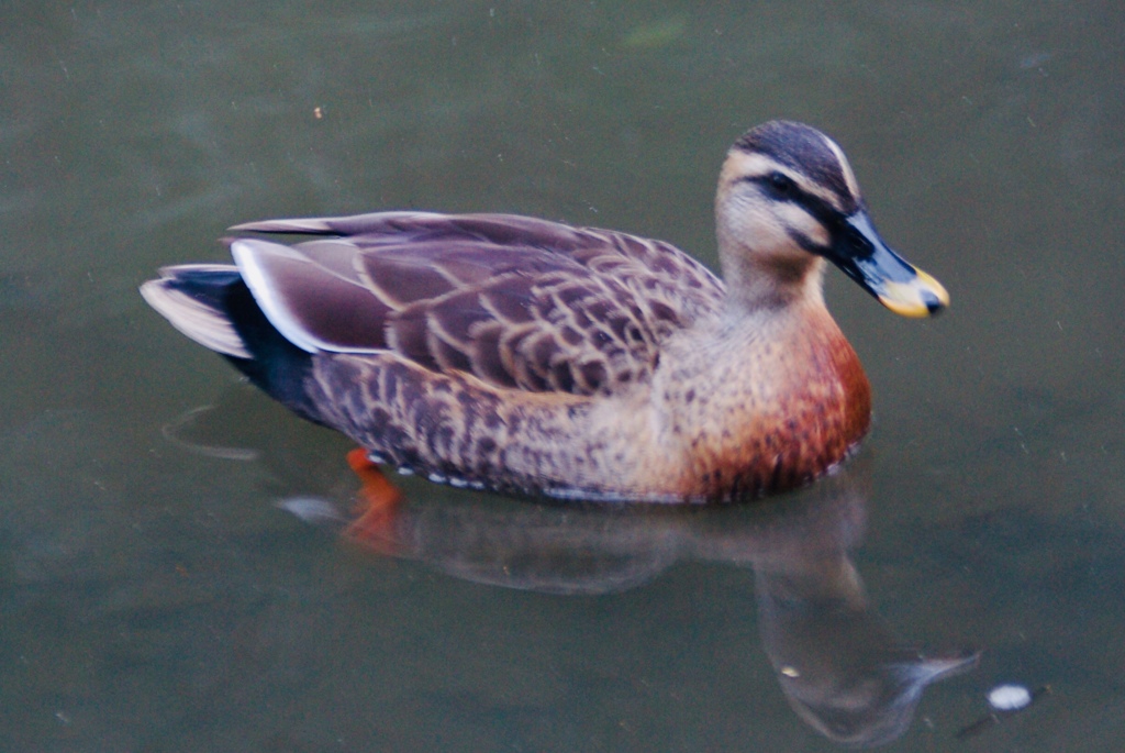 東高根森林公園