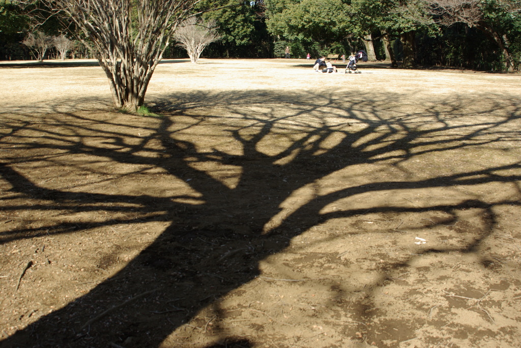 東高根森林公園
