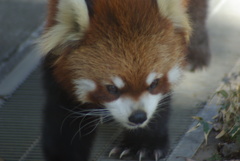 羽村市動物公園のレッサーパンダ