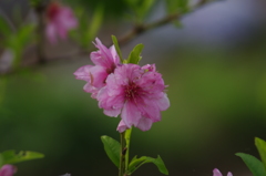 静かな桜