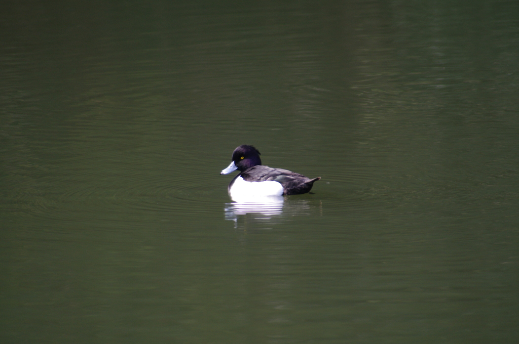 都筑中央公園のカモ