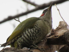 街中の森林公園でアオゲラ