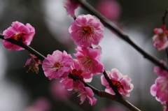 都筑中央公園の梅