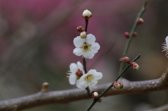 都筑中央公園の梅