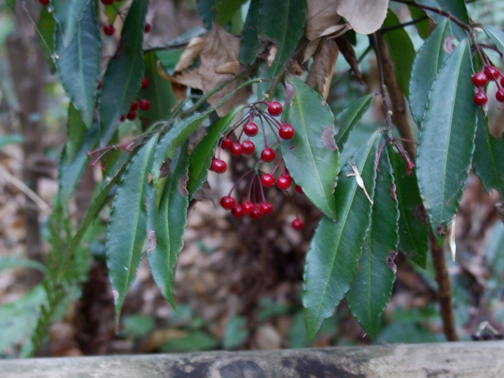 緑地の紅