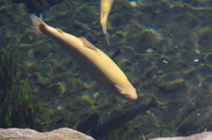 忍野八海のマス