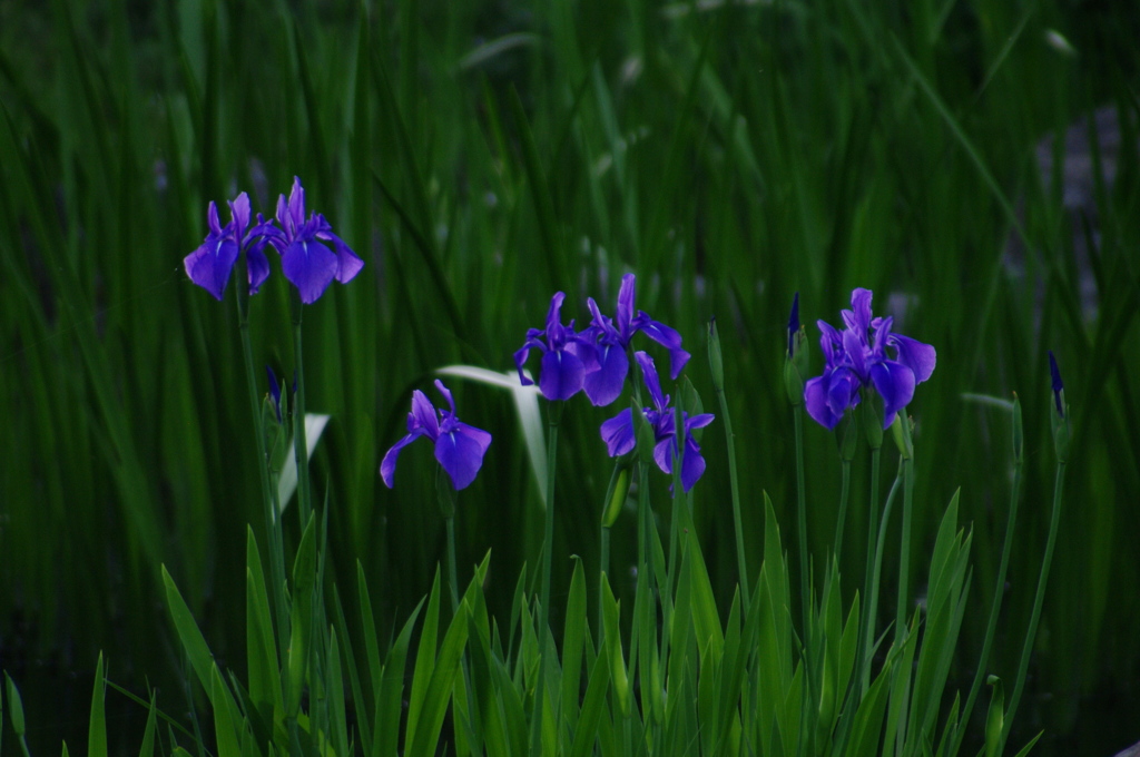 菖蒲